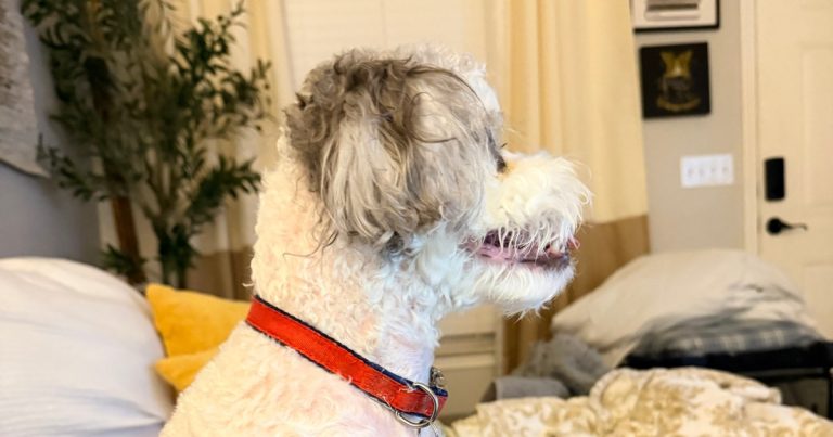Bentley, a curly white and gray dog in a red collar, sitting on a bed at home