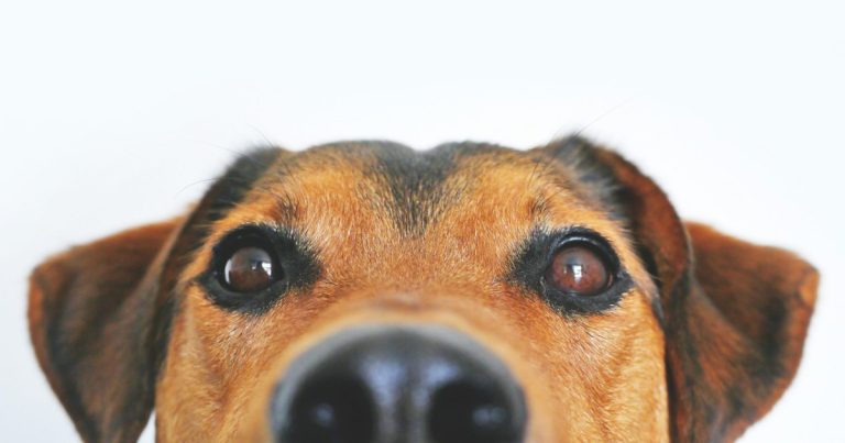 Dog peeking over the edge with curious eyes