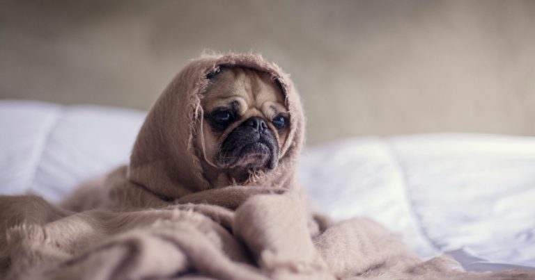 Pug wrapped in a blanket on a bed, like a home that has been sitting on the market for a while