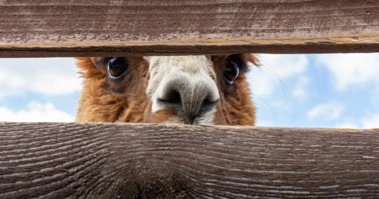 Alpaca peeking over a wooden fence, like a buyer taking one last look at a home before closing