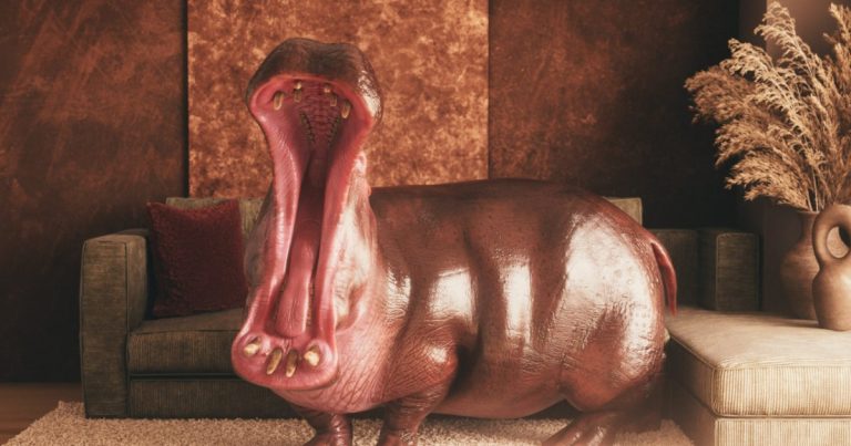 Hippo yawning in a living room while waiting on an HOA estoppel letter before closing