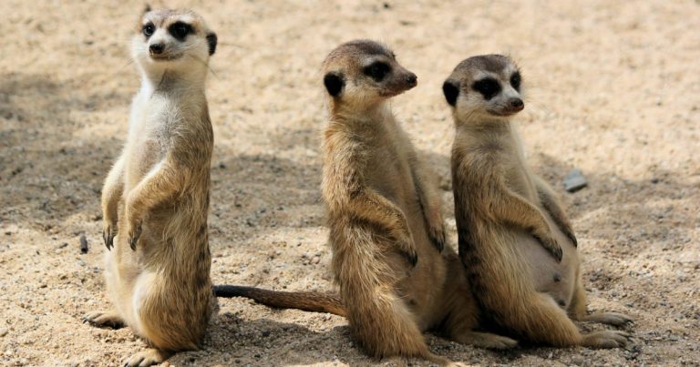 Three meerkats standing together on sandy ground