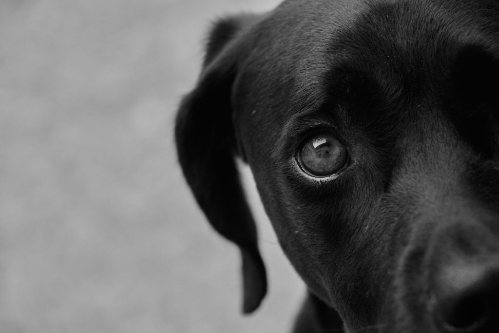 Shiny black Labrador looking straight ahead