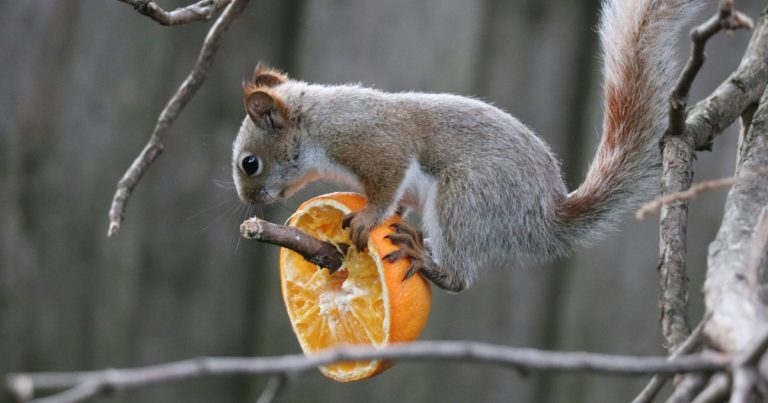 Squirrel reaching for an orange slice on a branch