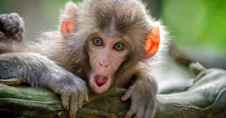 Surprised baby monkey with its mouth open, wondering if earnest money is refundable